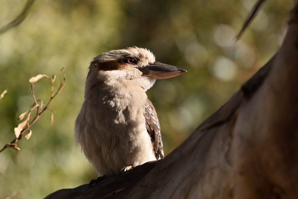 201611_Kookaburra