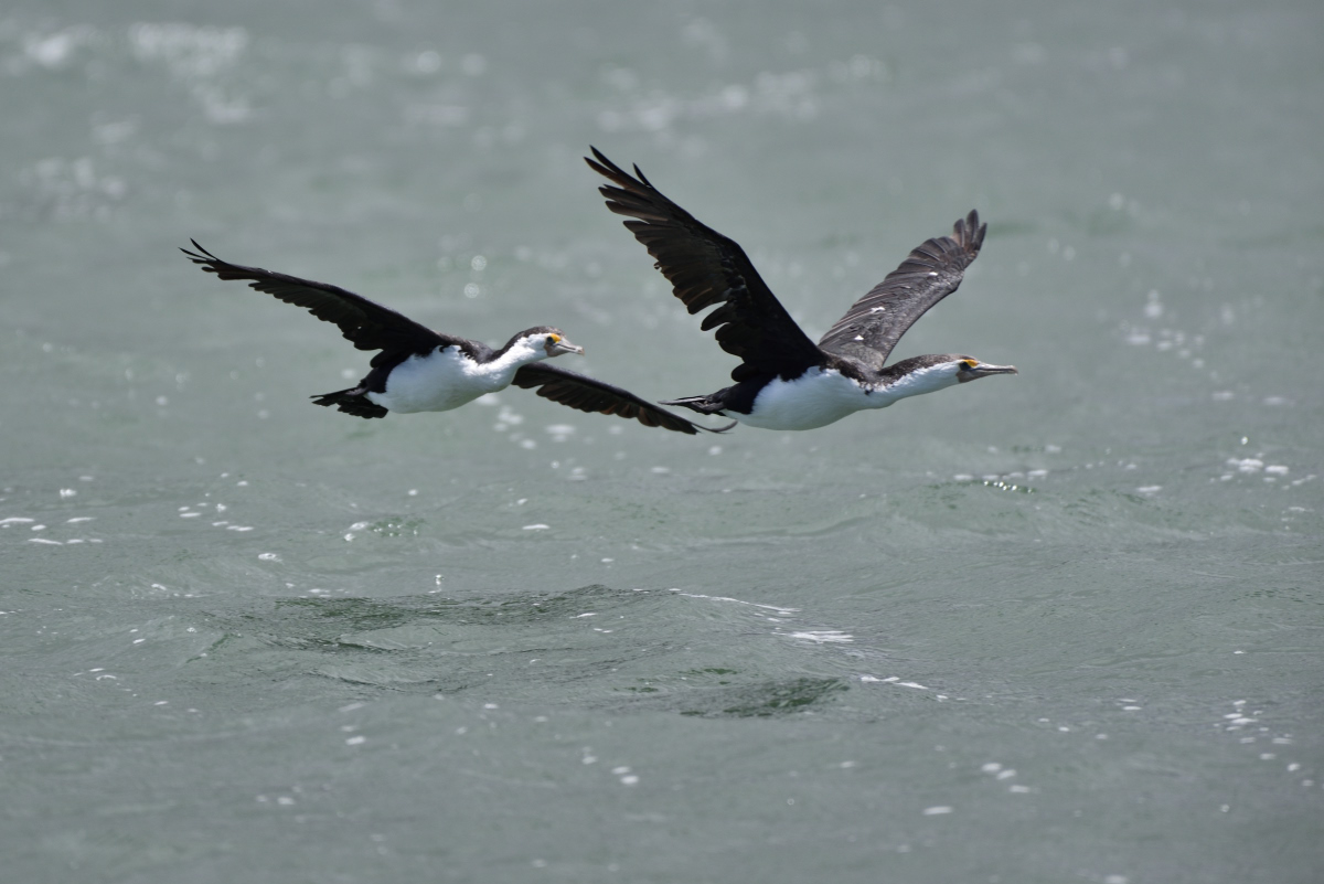 201611_Pied_Cormorant