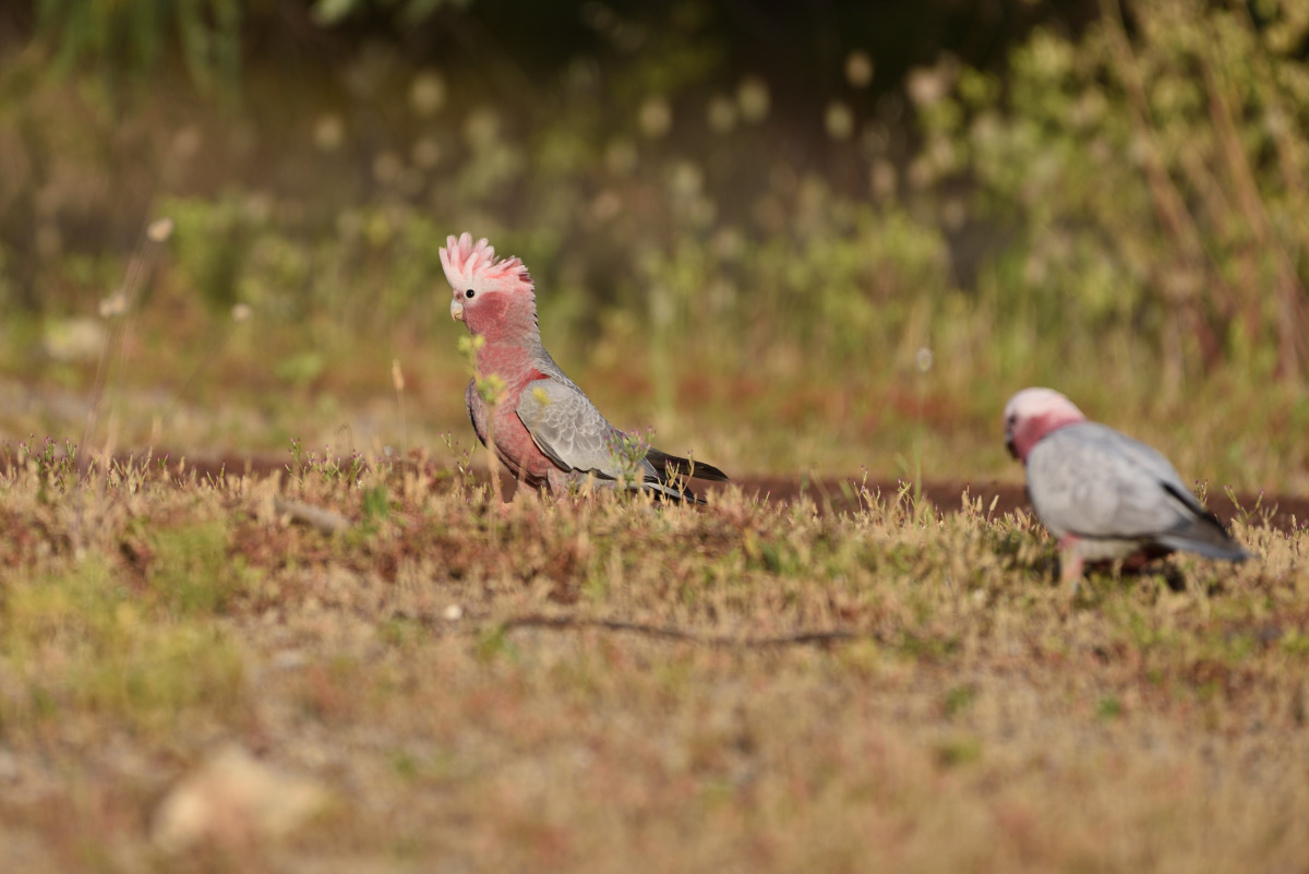 201611_Rosakakadu