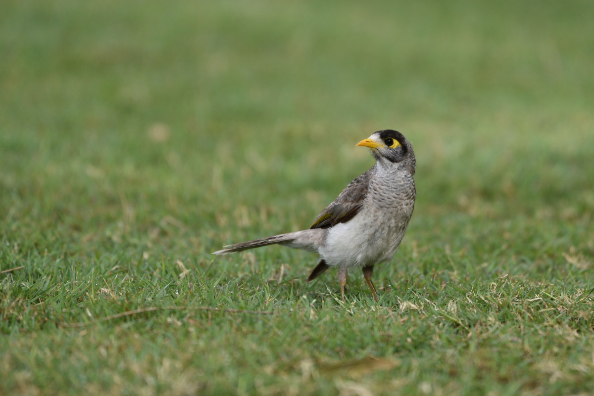 201611_Weißstirn-Schwatzvogel