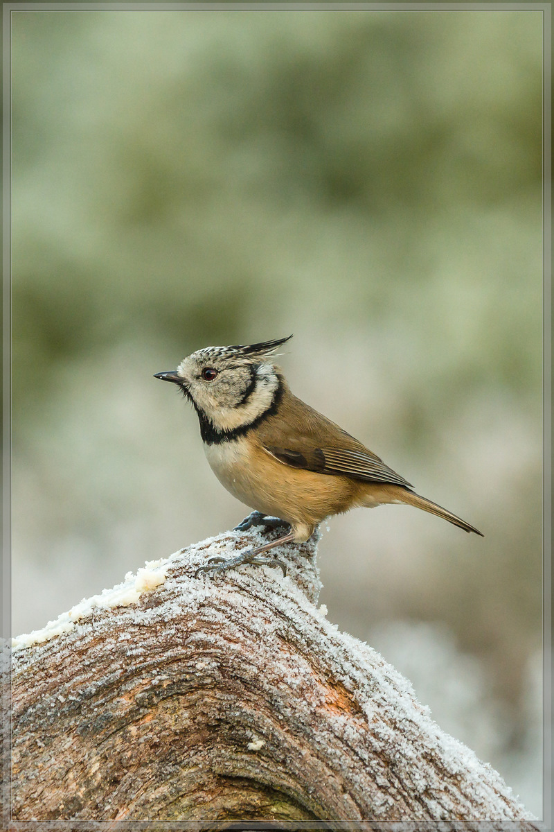 20161204 046590 [E M5MarkII] 420 mm,1 125 Sek. bei ƒ   6,3