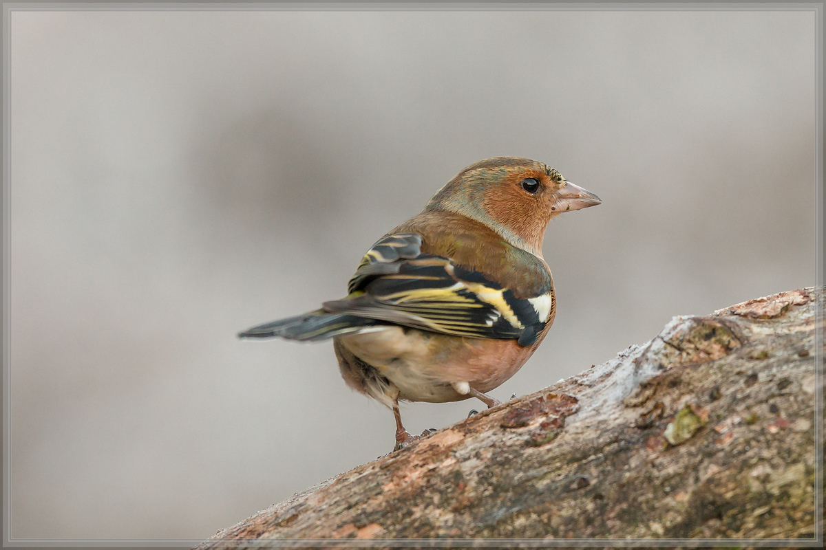 20161204 1239 [NIKON D500] 500 mm,1 160 Sek. bei ƒ   5,0