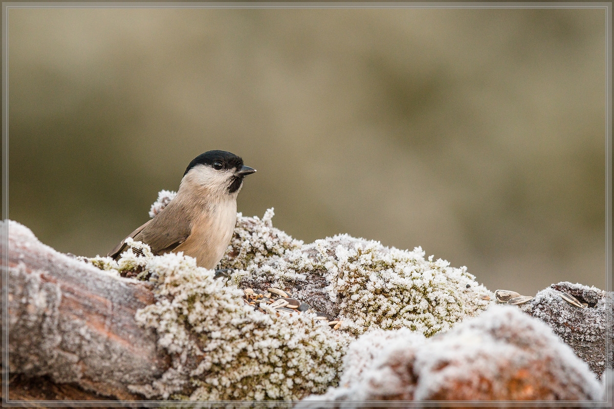 20161204 1274 [NIKON D500] 500 mm,1 320 Sek. bei ƒ   5,0