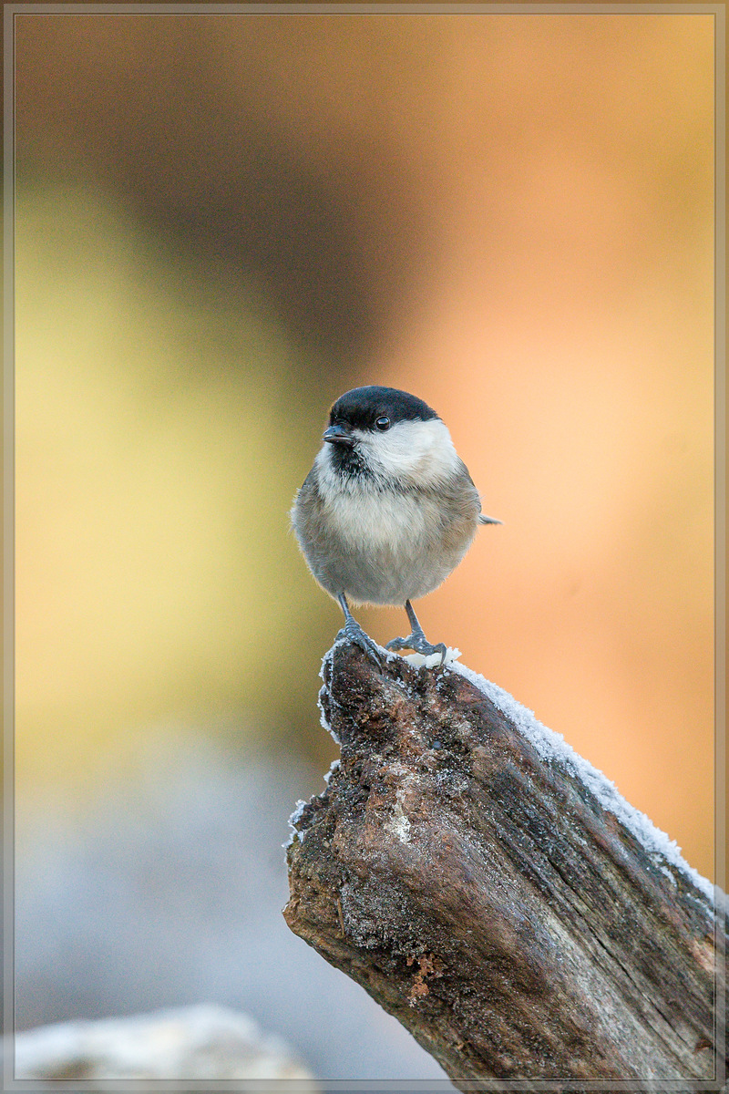 20161204 1695 [NIKON D500] 500 mm,1 640 Sek. bei ƒ   7,1
