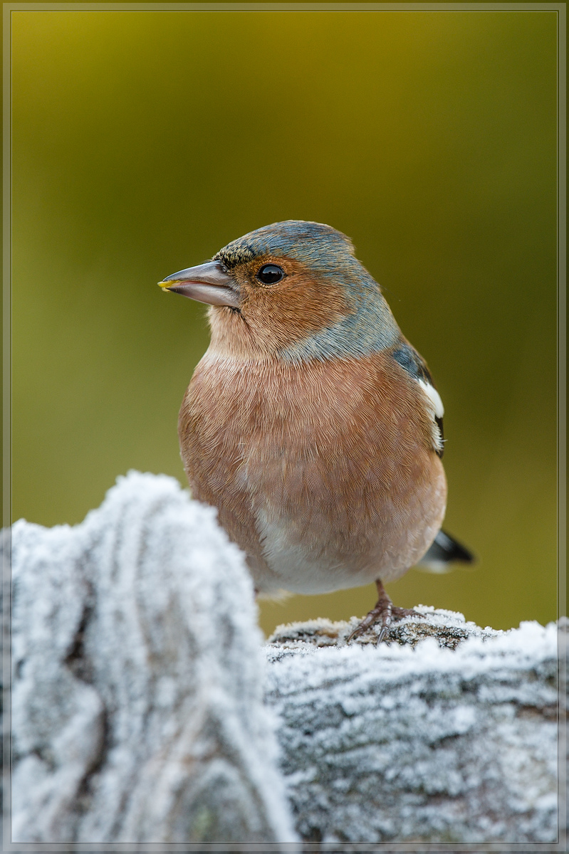 20161204 5115 [NIKON D4] 700 mm,1 100 Sek. bei ƒ   8,0