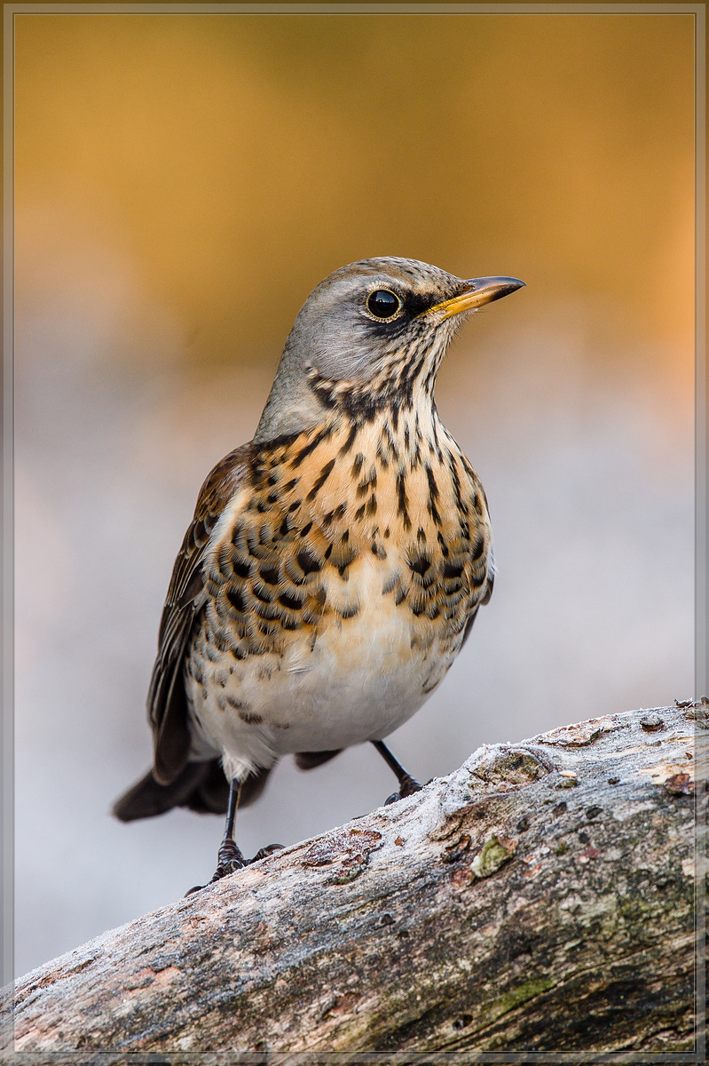 20161204 5127 [NIKON D4] 700 mm,1 200 Sek. bei ƒ   8,0