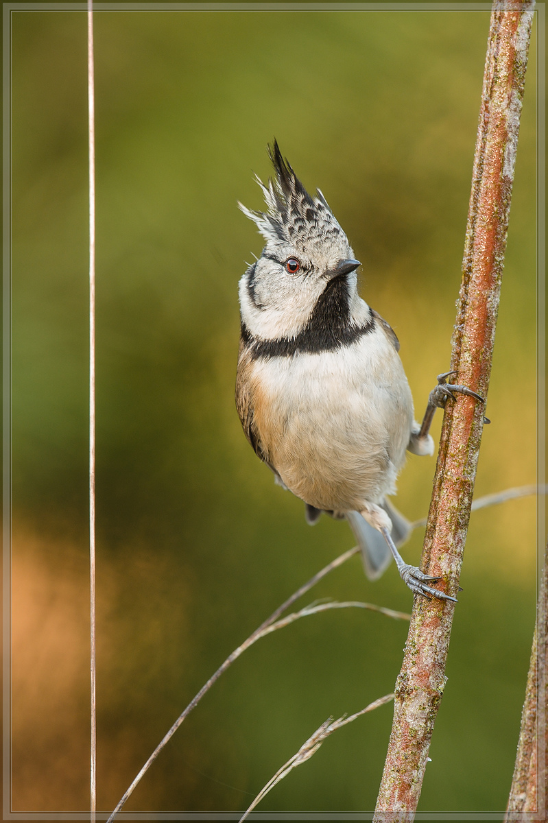 20161204 5498 [NIKON D4] 700 mm,1 60 Sek. bei ƒ   8,0