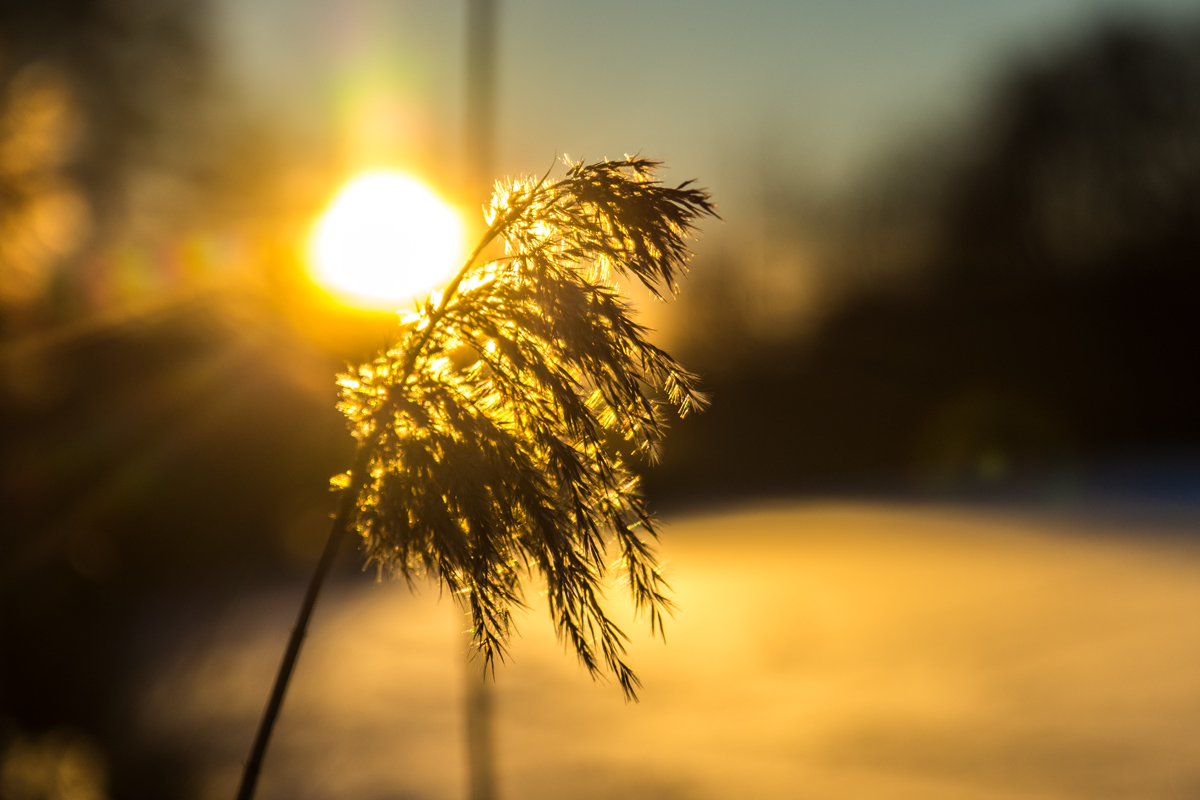 2017 01 19 DSC 05826