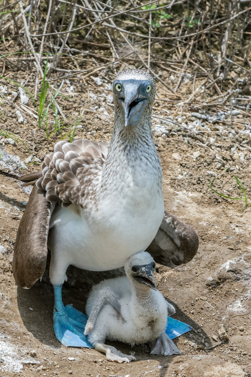 2017-02-09 18 Blue-footed Booby with Chick.jpg