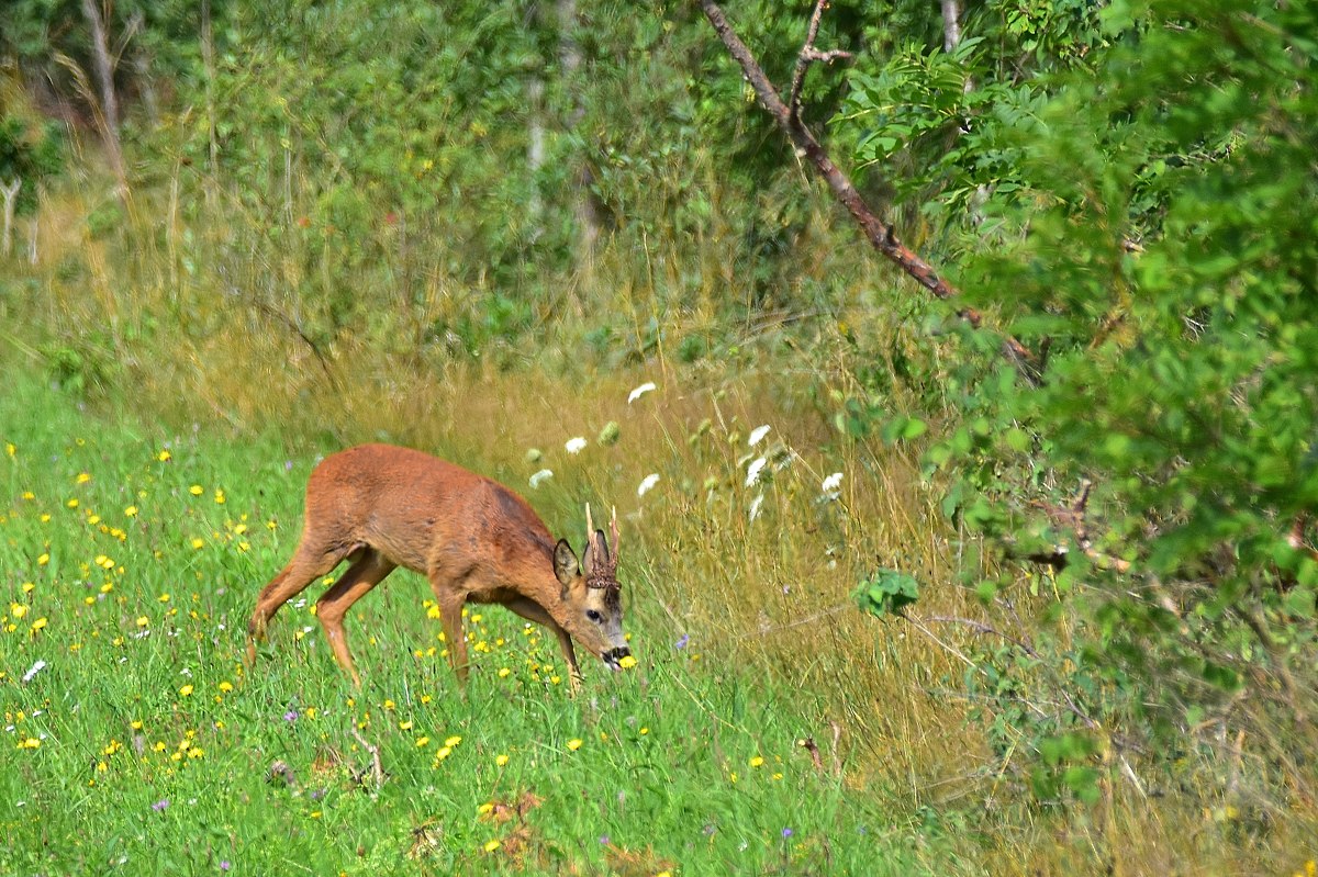 2017 15945