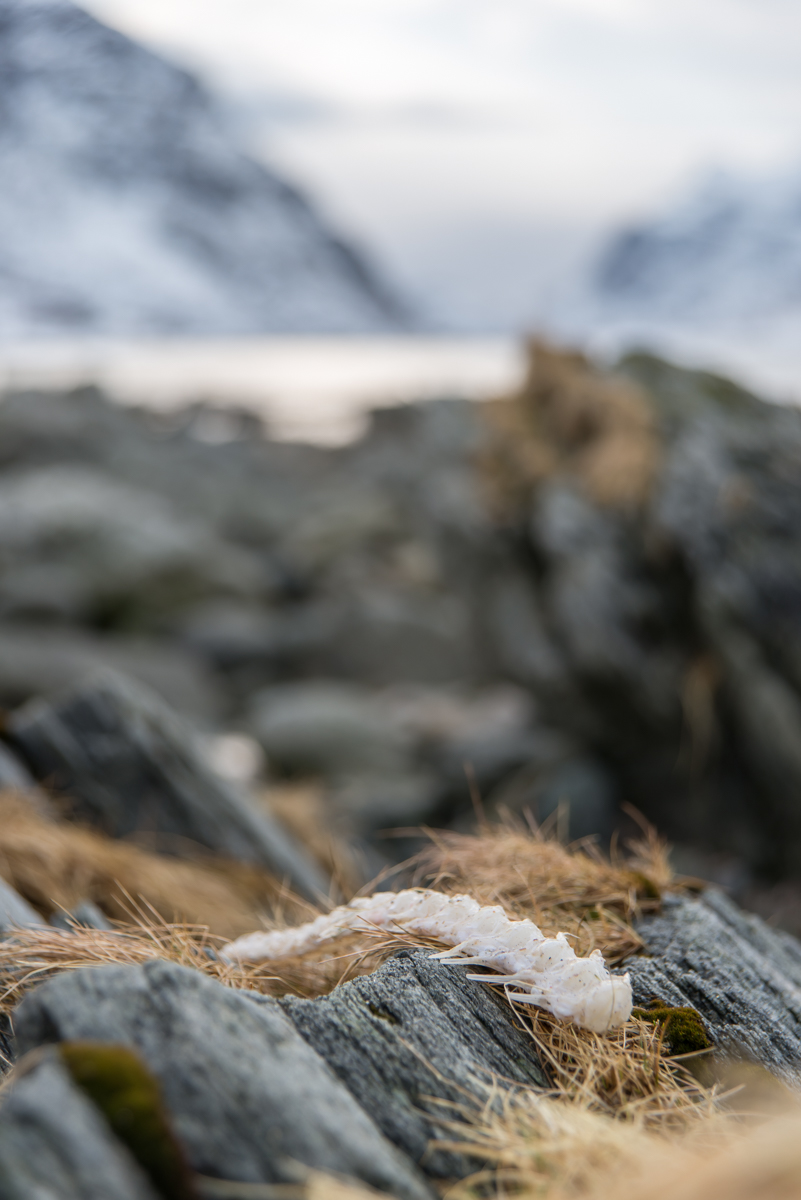 2017 Lofoten Reisebericht 39