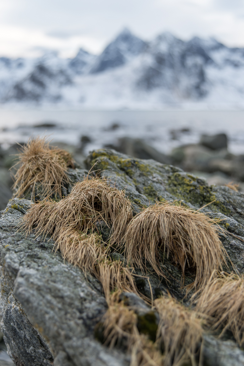 2017 Lofoten Reisebericht 40