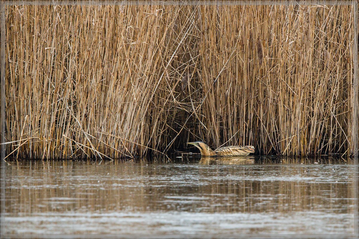 20170101 2474 [NIKON D500] 700 mm,1 160 Sek. bei ƒ   5,6
