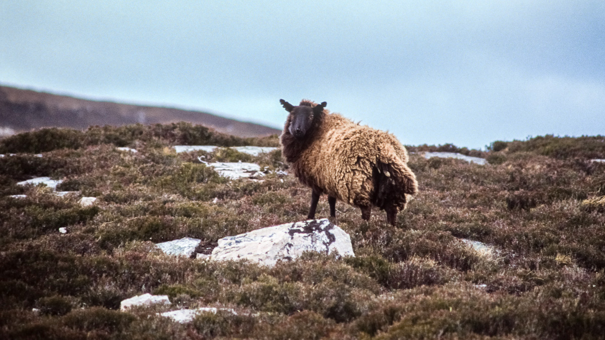 20170114-Schottland_1992_108.jpg