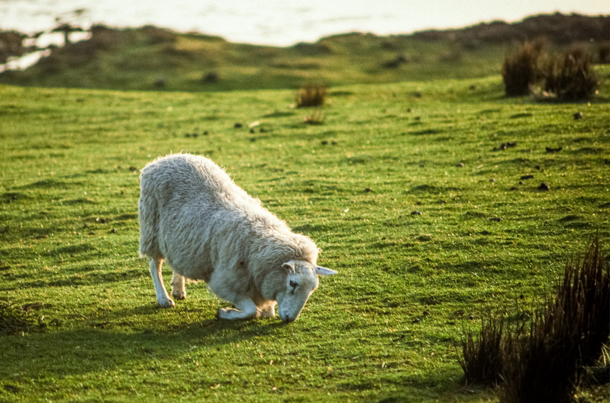 20170116-Schottland_1992_154.jpg