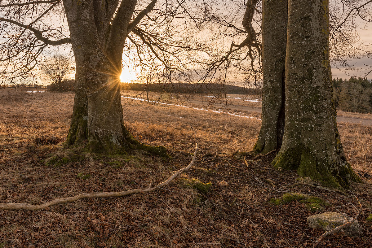 20170205 081546 muensingen baeume sonnenaufgang 3 1200px