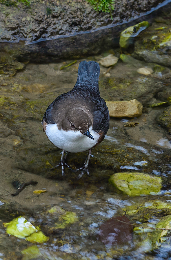 20170219 093237 wasseramsel