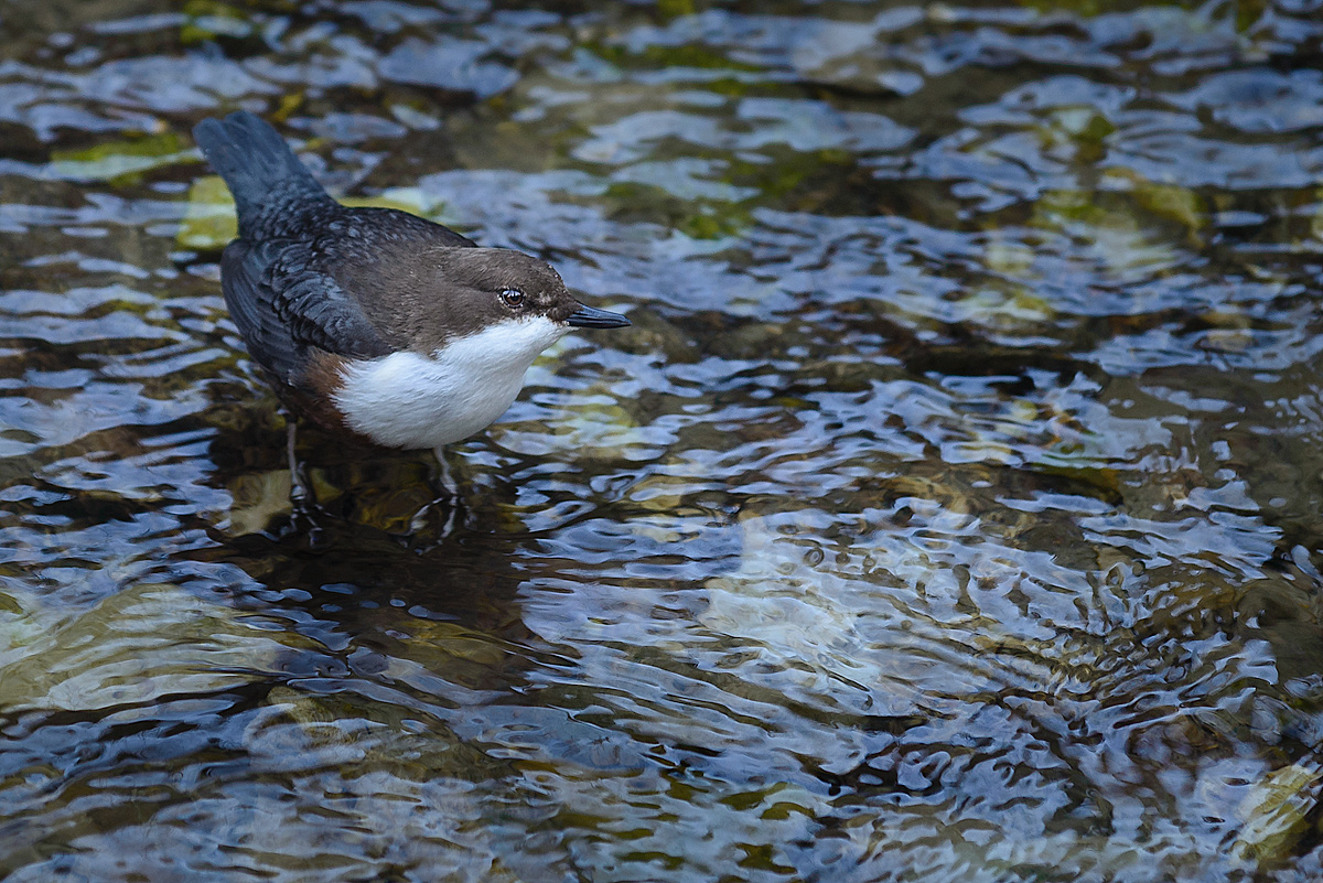 20170219 093323 wasseramsel