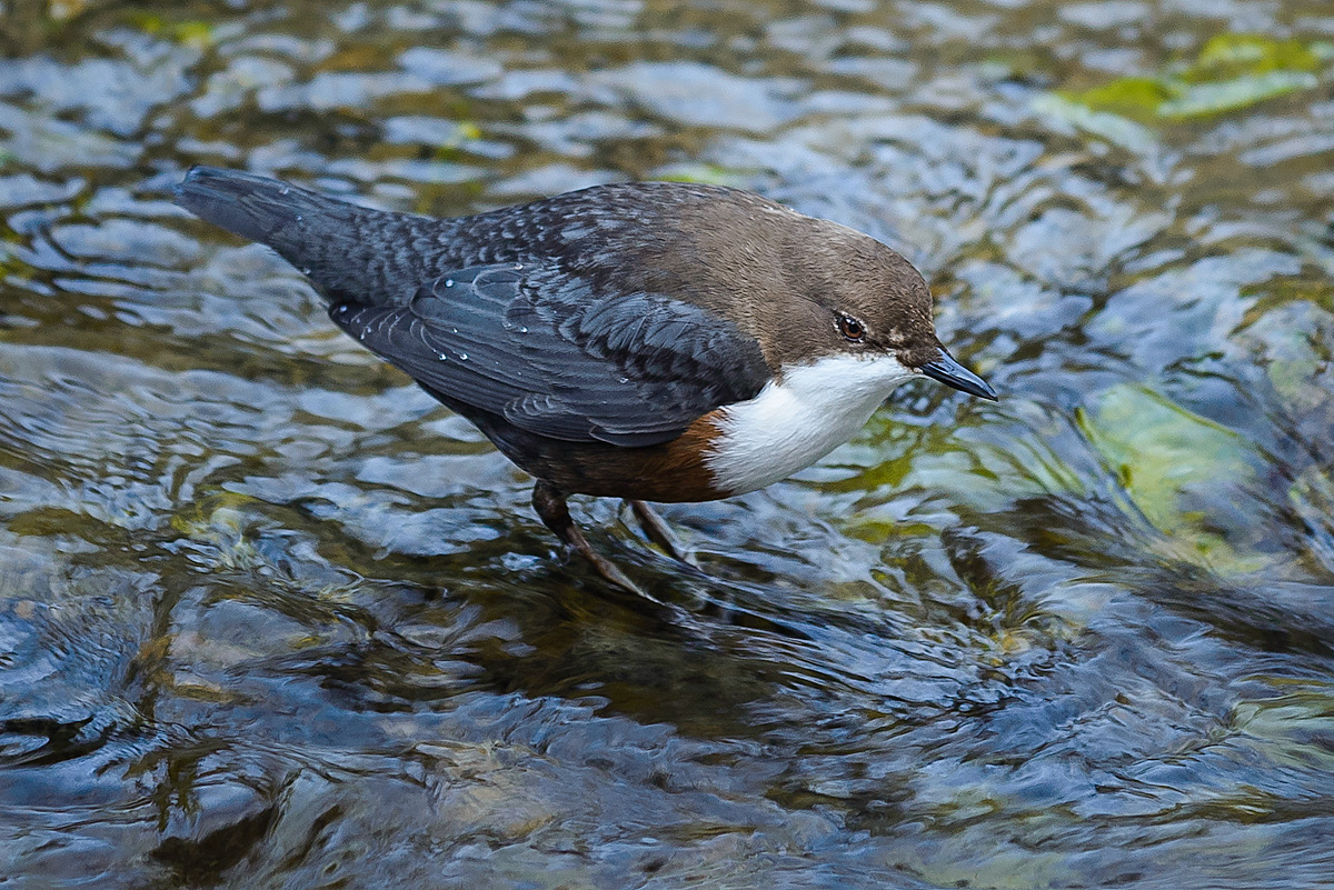 20170219 093441 wasseramsel