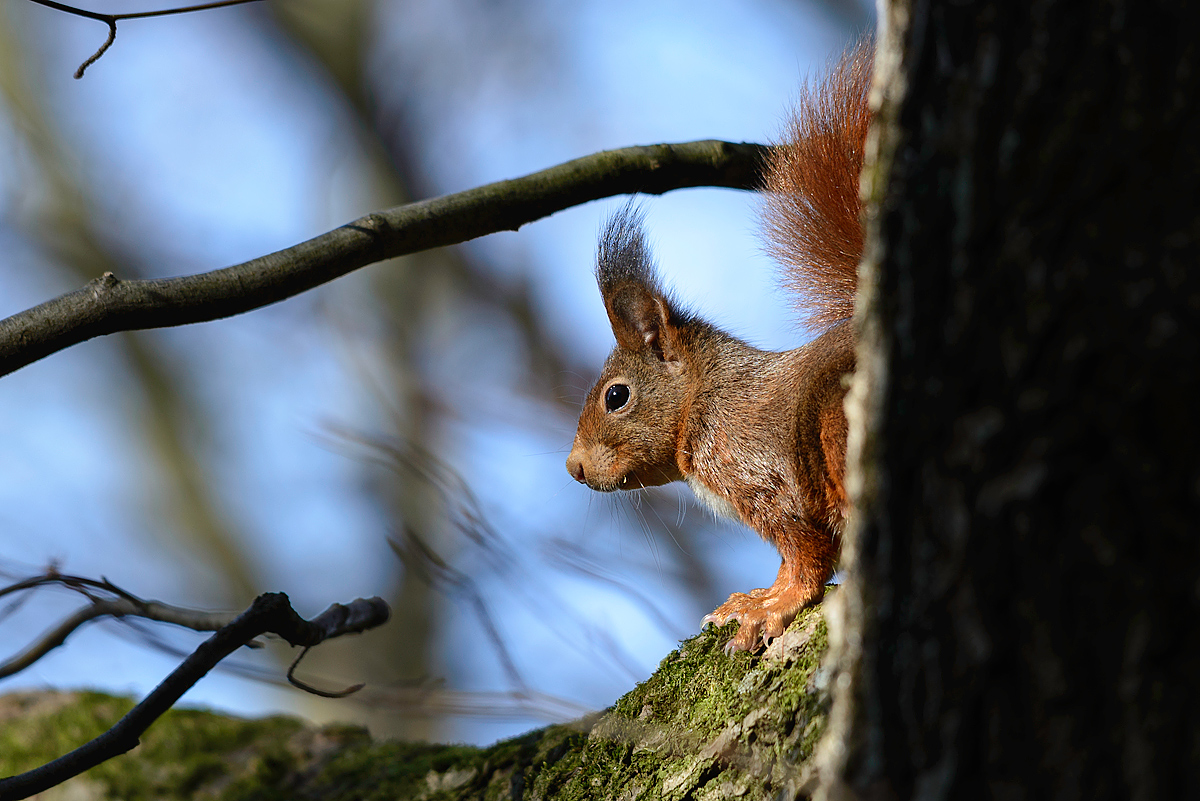 20170312 092719 eichhoernchen