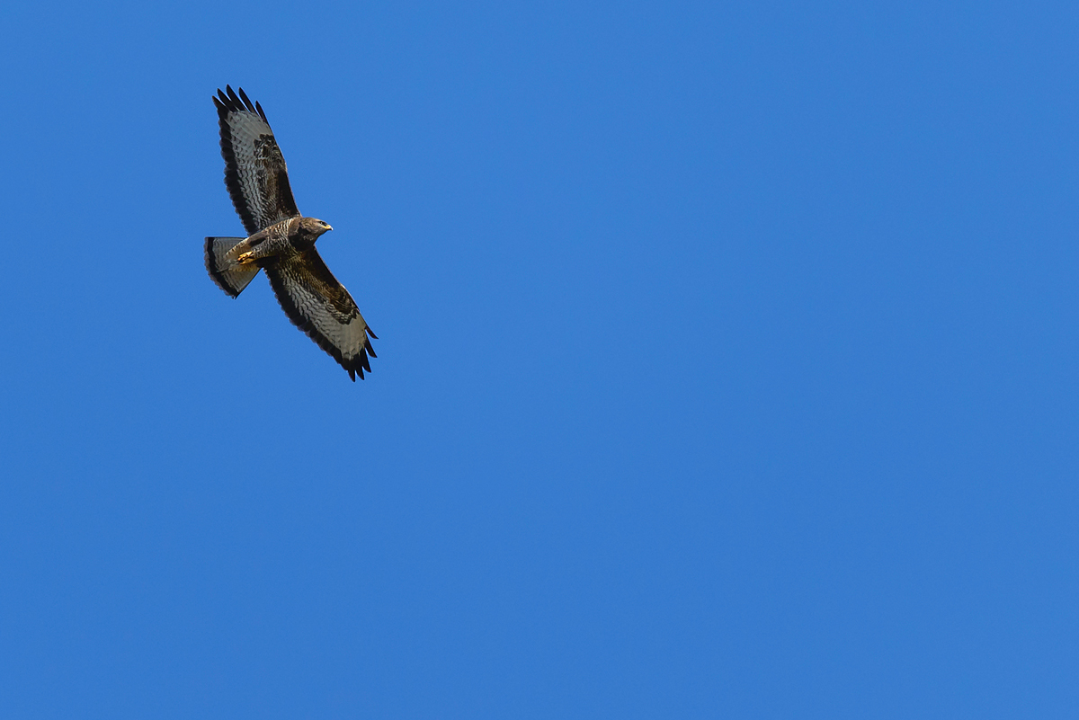20170312 111103 bussard