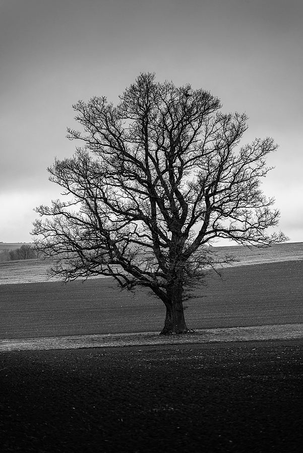 20170319 084056 baum sw