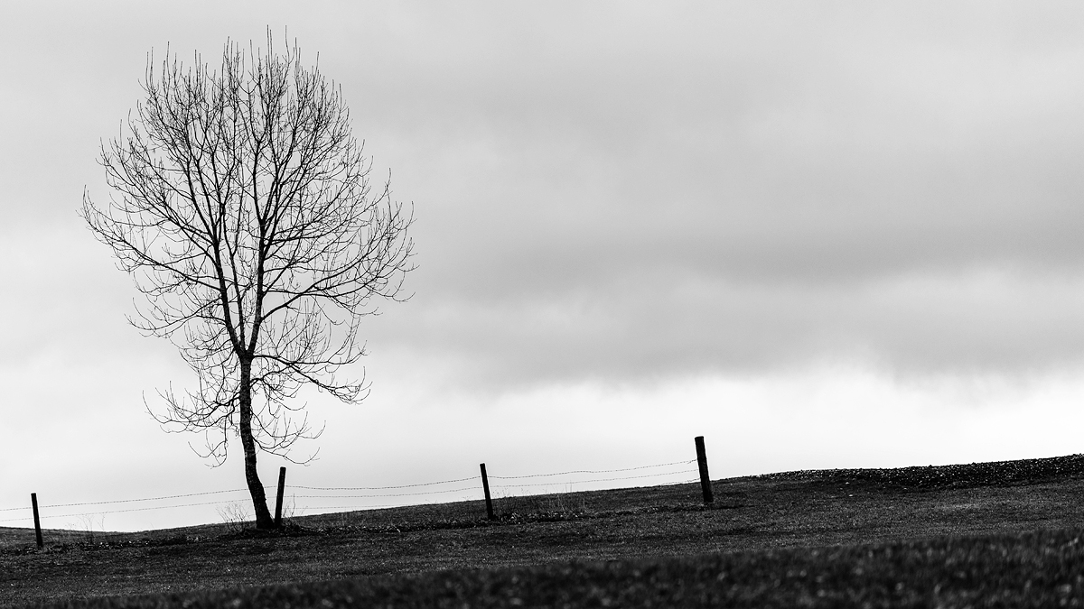 20170319 100655 baum zaun sw