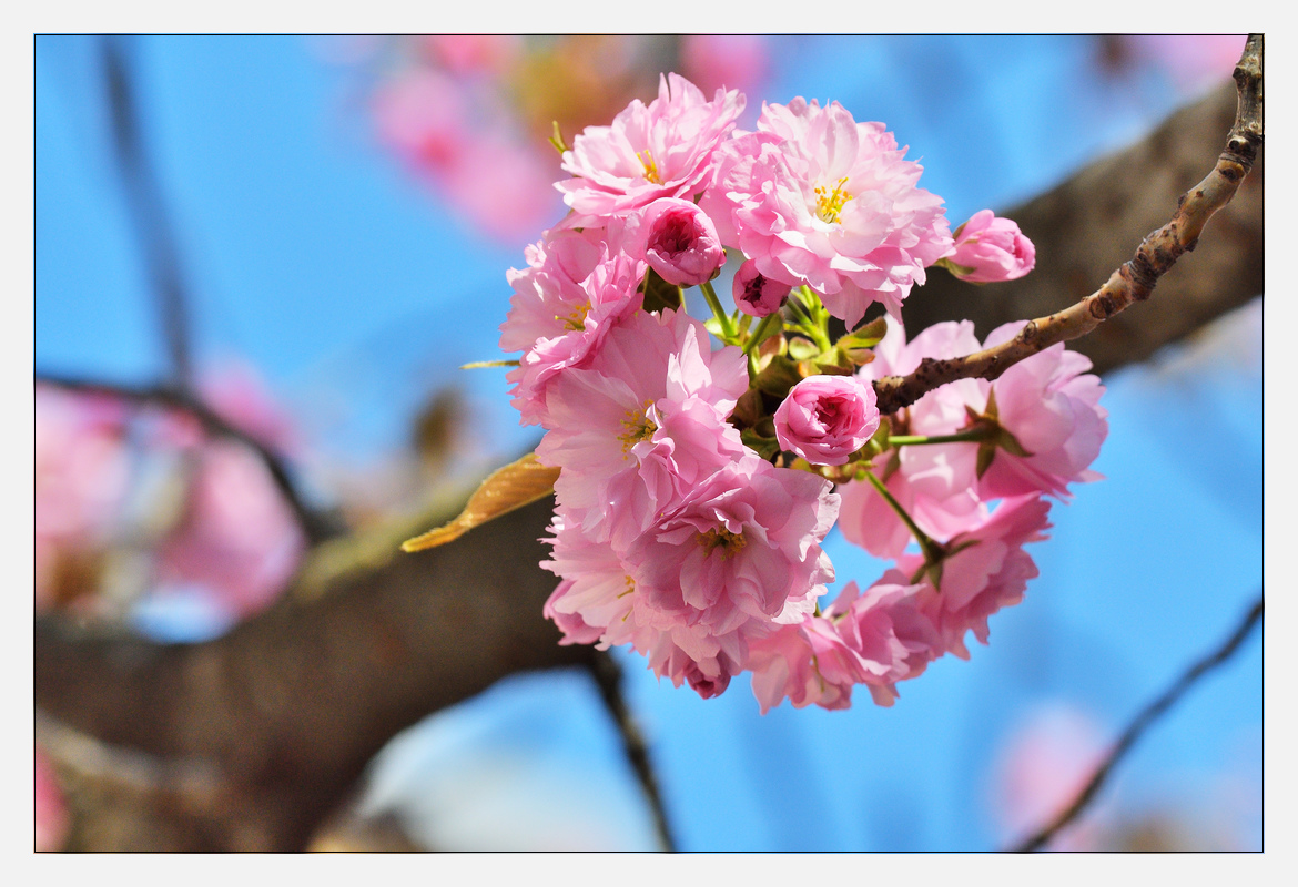 20170403 DSC 2647