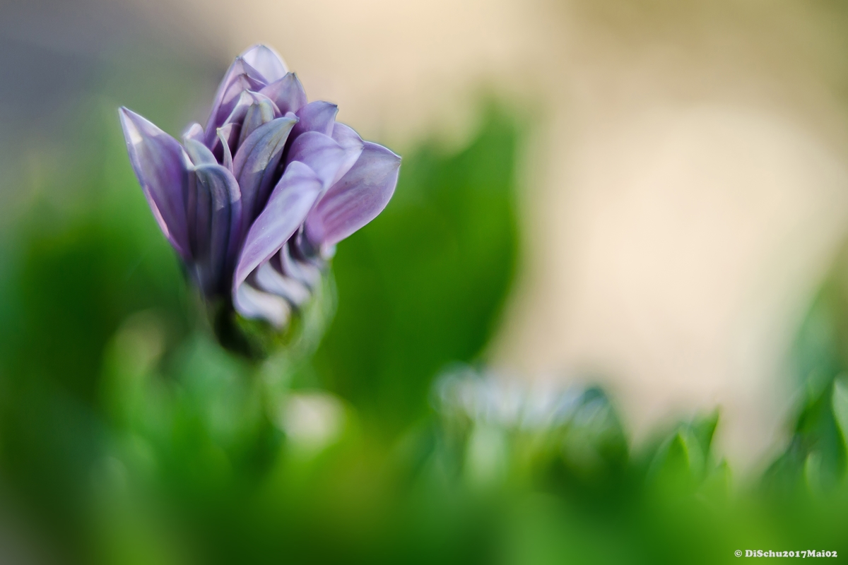 20170430 DSC 0034ac