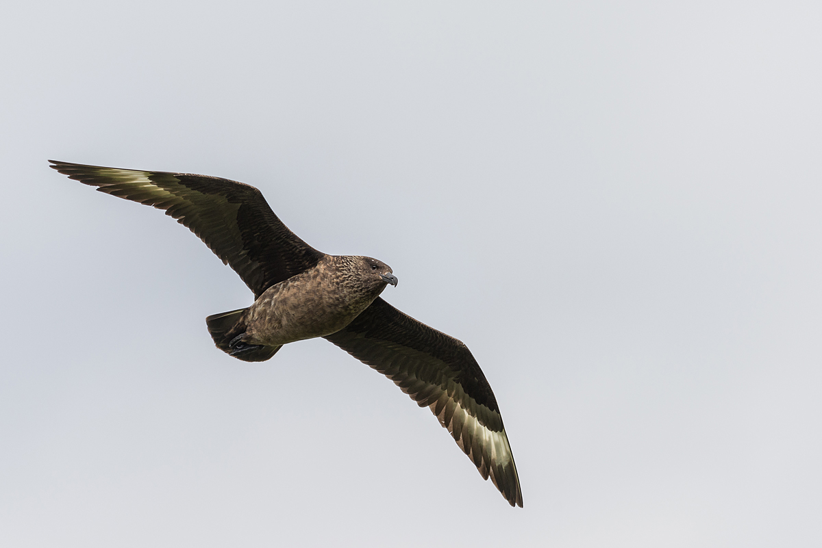 20170618 131428 norwegen nff