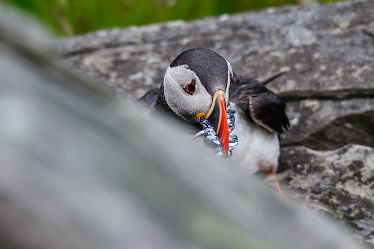 20170618 202328 norwegen