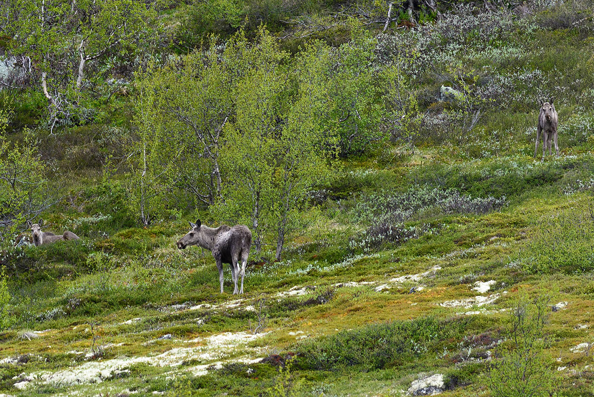 20170621 084509 norwegen nff