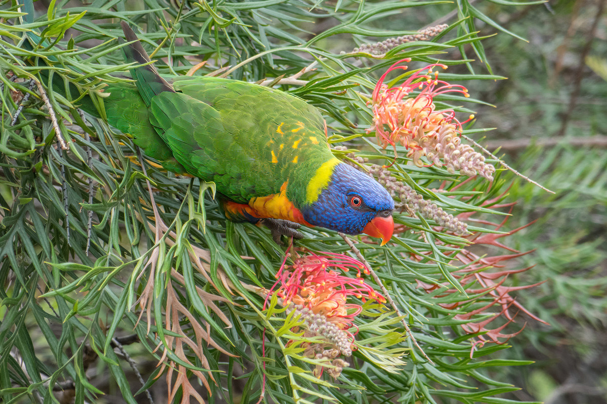 2018-01-11 23 Rainbow Lorikeet.jpg