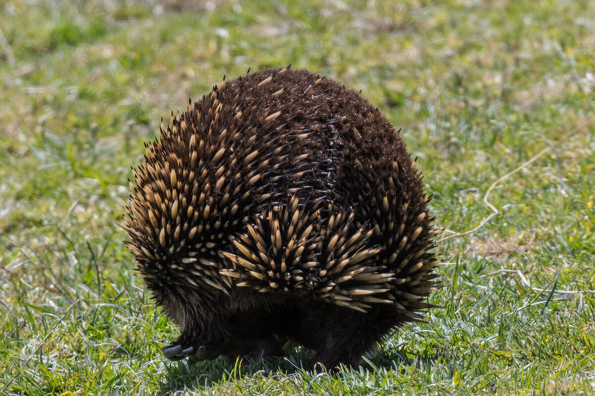 2018-01-16 09 Echidna.jpg