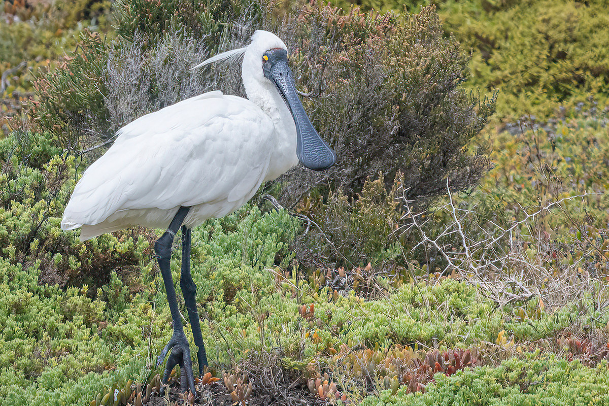 2018-01-30 28 Yellow-billed Spoonbill.jpg