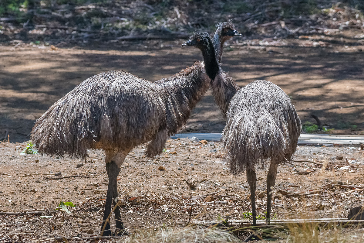 2018-02-04 23 Emus.jpg
