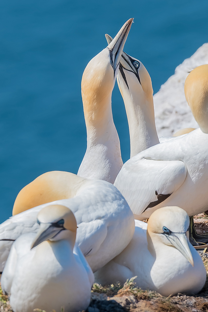 2018-05-27 08 Northern Gannets.jpg