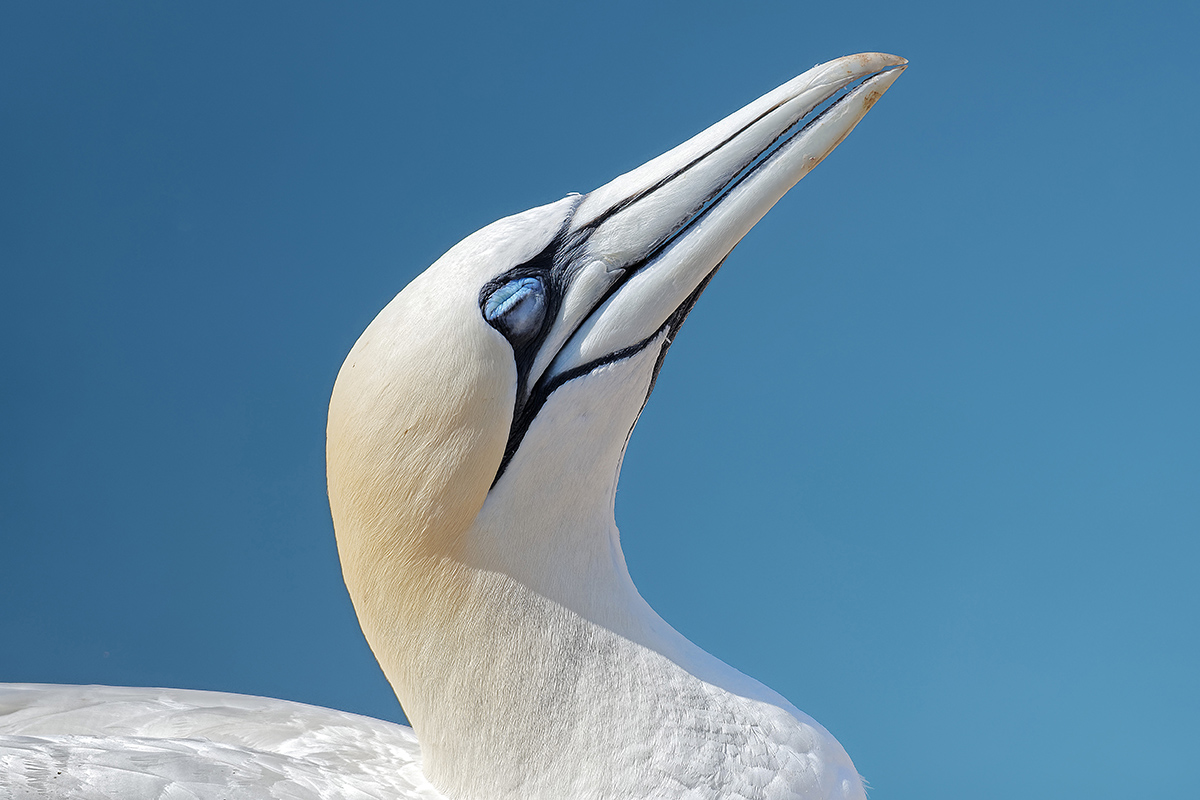 2018-05-27 12 Northern Gannet.jpg