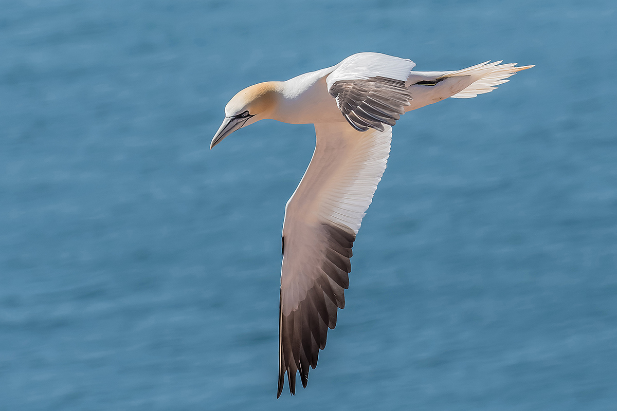 2018-05-27 15 Northern Gannet.jpg