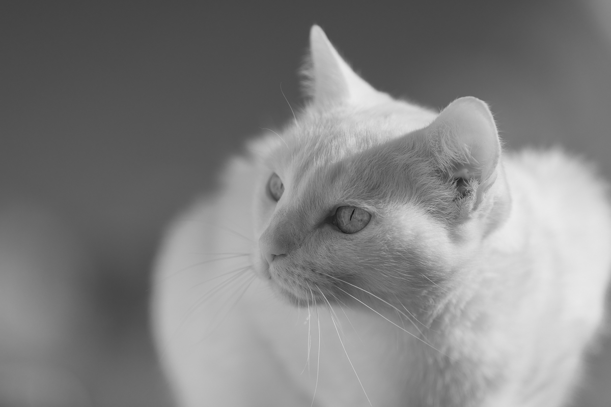 2018 11 06 10 46 17 DSC 7562