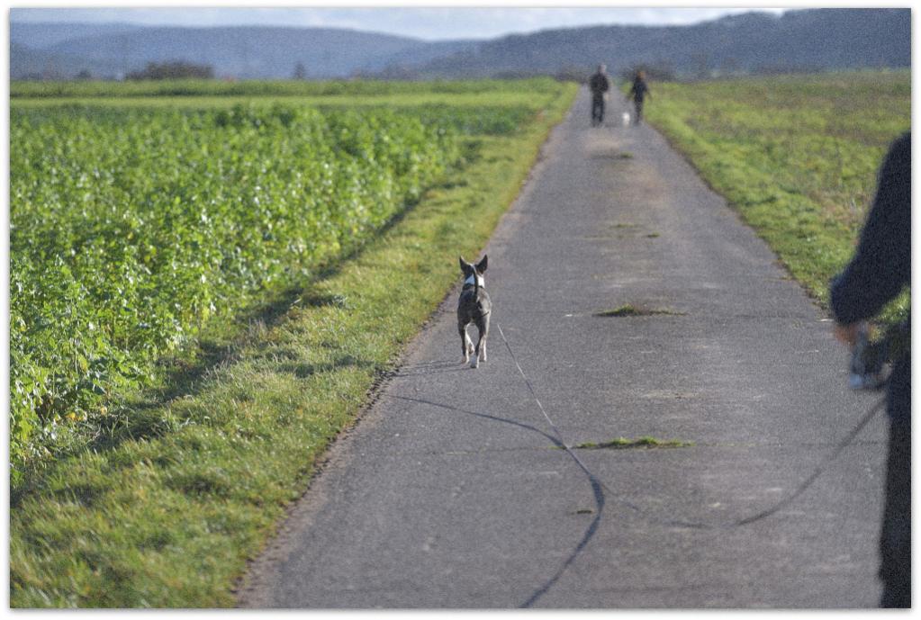 20180101 Feld 001 A
mit Picasa Filmkorn simuliert