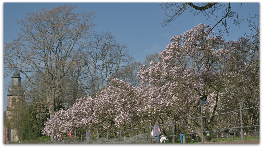 20180408 Magnol 002
D800 + 24-120/4,0
