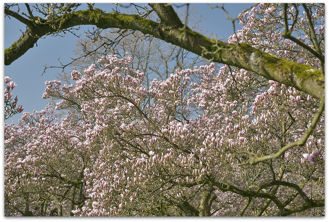 20180408 Magnol 006
D800 + 24-120/4,0