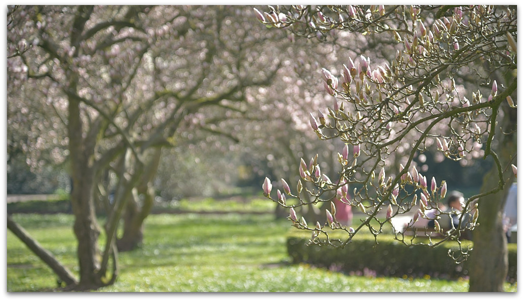 20180408 Magnol 009
D800 + 24-120/4,0