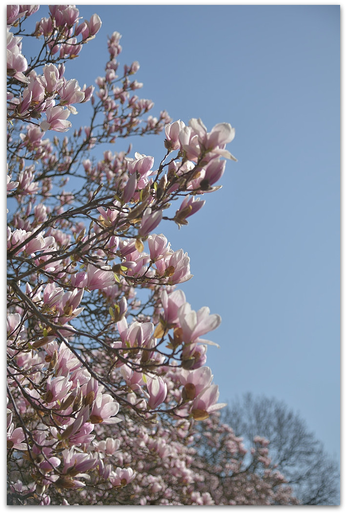 20180408 Magnol 010
D800 + 24-120/4,0