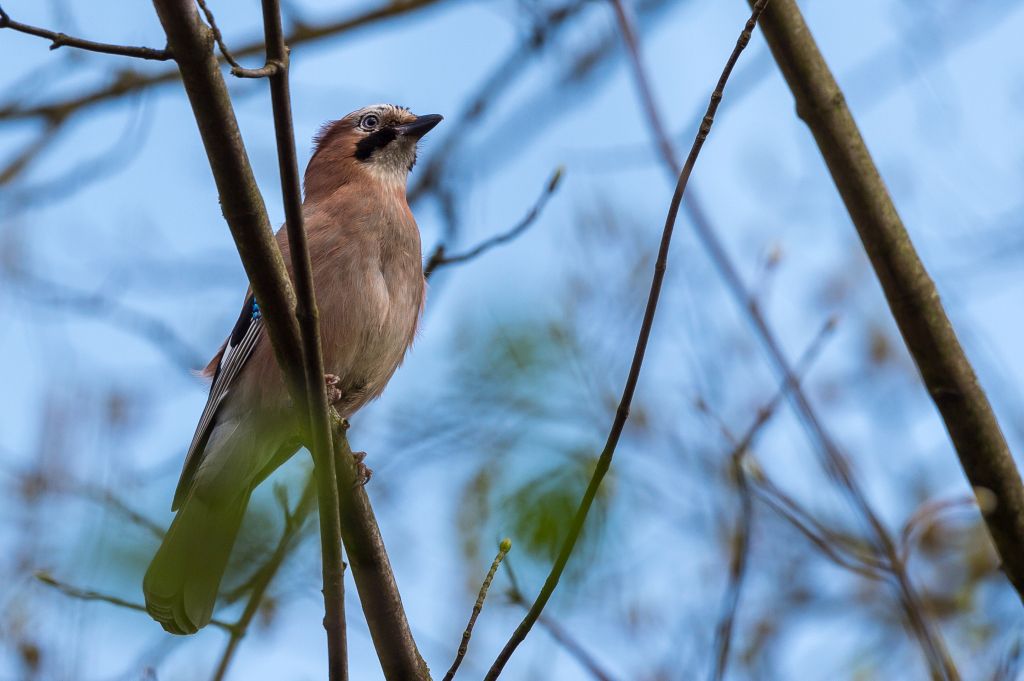 20180411 DSC 3633