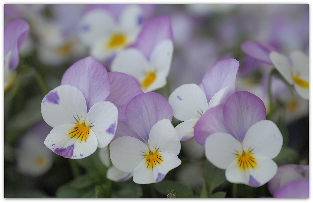 20180429 Glotzb 36
D700 + AF 80-200/4,5-5,6 D + Marumi Achromat +3