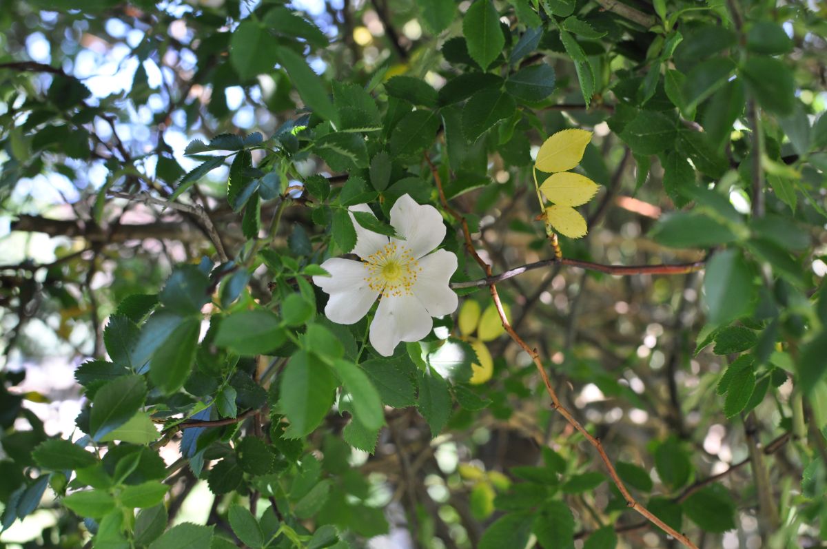 20180521 05 Wildrose