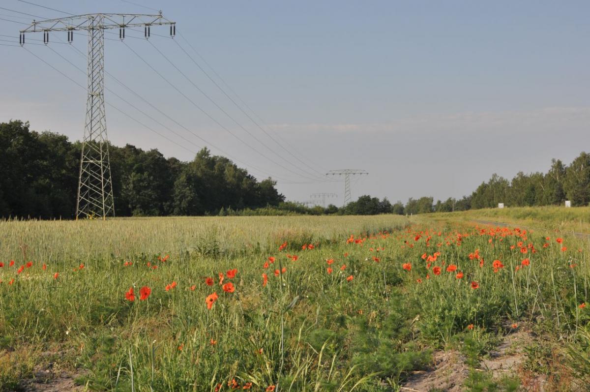 20180527 01 Blumen