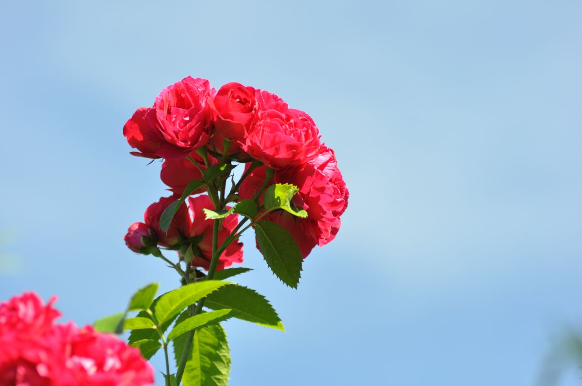 20180606 07 Rose